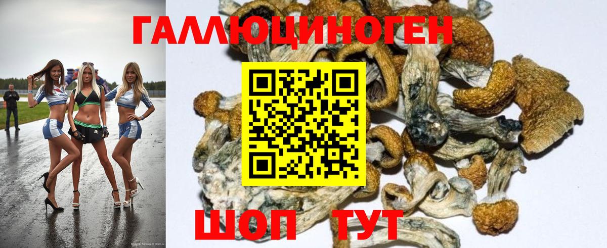 Галлюциногенные грибы Psilocybe Михайловск